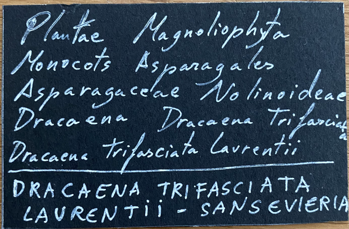 Dracaena Trifasciata Laurentii (Sansevieria)