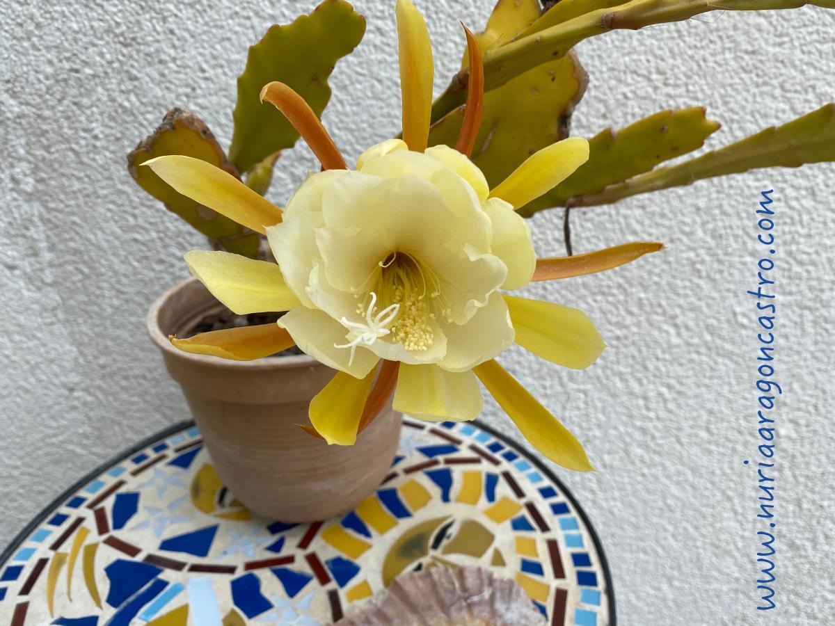 Phyllocactus Ackermanii (Cactus Orquídea)
